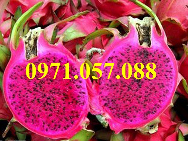 CÂY GIỐNG THANH LONG RUỘT ĐỎ